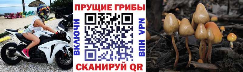 Псилоцибиновые грибы прущие грибы  наркошоп  Лосино-Петровский 
